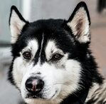 husky