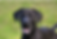 Doberman
Great Dane