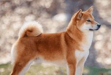 Shiba Inu