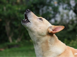 dog howling to the sky