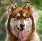 malamute