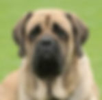 mastiff