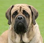 mastiff