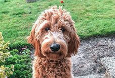 Irish Setter
Poodle
