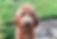Irish Setter
Poodle