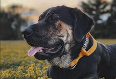 Rottweiler
Golden Retriever