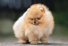 pomeranian