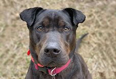 Shar-Pei & Labrador Mix