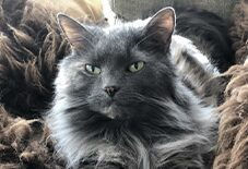 siberian cat