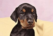 doberman