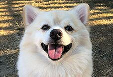 Chihuahua
Pomeranian