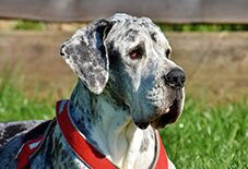 great dane