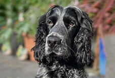 Irish Setter
Cocker Spaniel