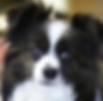 Papillon