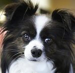 Papillon