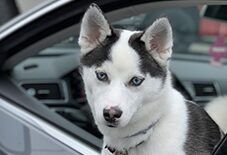 siberian husky