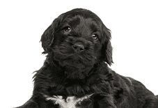 Portuguese Water Dog