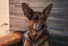 Catahoula Leopard Dog
Shepherd