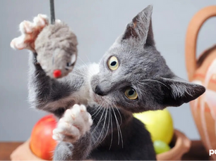 grey cat playing with a cat toy mouse