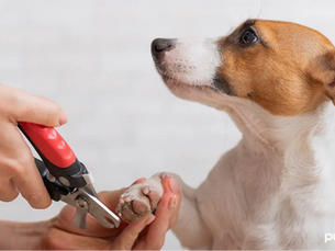 dog getting nails trimmed