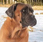 cane corso