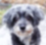 Maltipoo