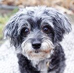 Maltipoo