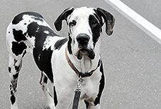 great dane