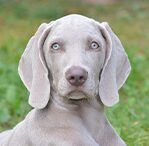 Weimaraner