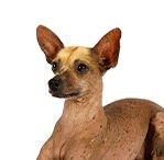 xoloitzcuintlis