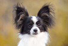 Papillon puppy