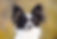 Papillon puppy