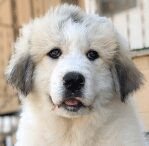 Great Pyrenees