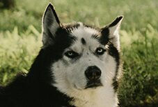 husky