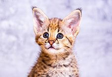 kitten