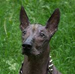 xoloitzcuintlis