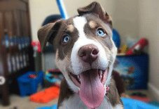 Pit Bull
Siberian Husky