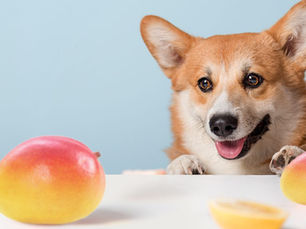 dog looking at mangoes on a table
