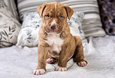 American Pit Bull Terrier