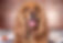 cocker spaniel