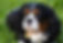 cavalier king charles 