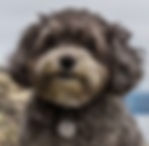 Maltipoo