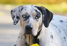 catahoula leopard dog
