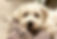 Coton de Tulear
Havanese