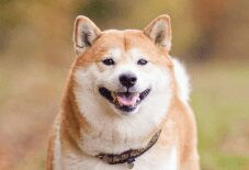 Shiba Inu