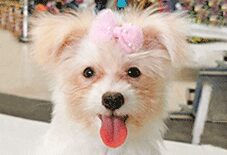 Maltese
Shih Tzu