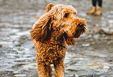 goldendoodle
