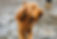 goldendoodle