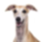 whippet