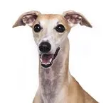 whippet